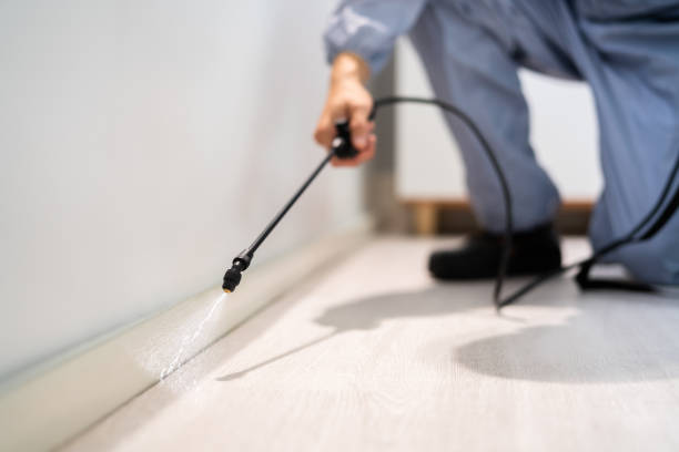 Licensed Wasp Removal service in Point Pleasant, WV - Show Me Pest Control